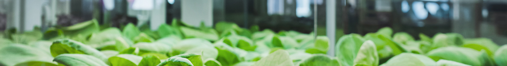 Effizientes Urban Farming mit zentraler Stromversorgung